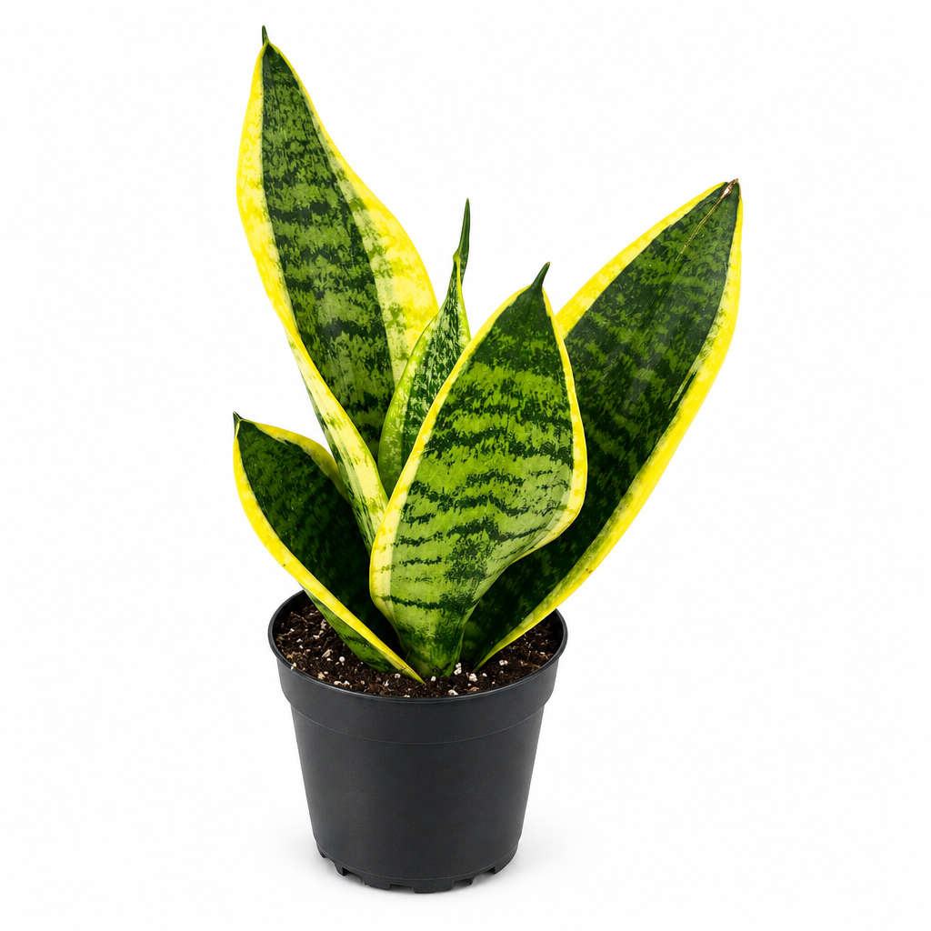 Sansevieria Futura Superba snake plant with yellow-edged green leaves in a black nursery pot on a white background