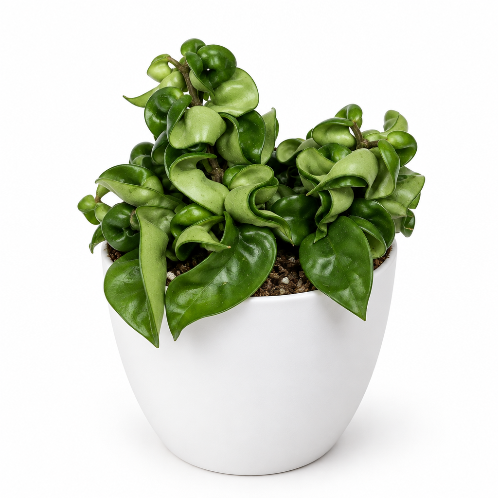 Curled green Hoya Hindu Rope styled in a separately sold white Basel planter on white