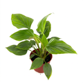 Homalomena Queen of Hearts with broad textured green leaves in a 6-inch nursery pot against a white background