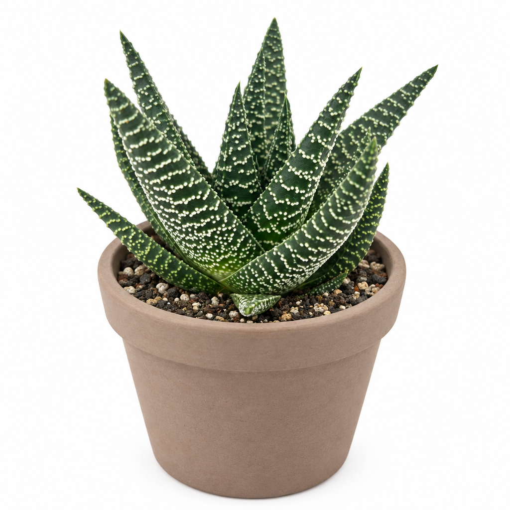 Striped Gasteraloe Okavango planted in taupe terracotta pot; decorative pot not included