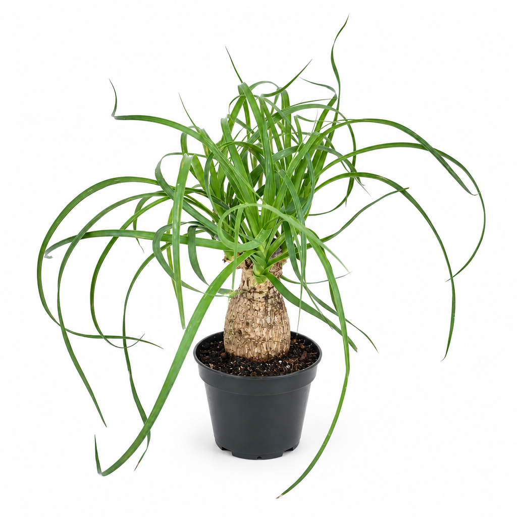 Young Ponytail Palm with bulbous base and arching leaves in black 4-inch nursery pot on white