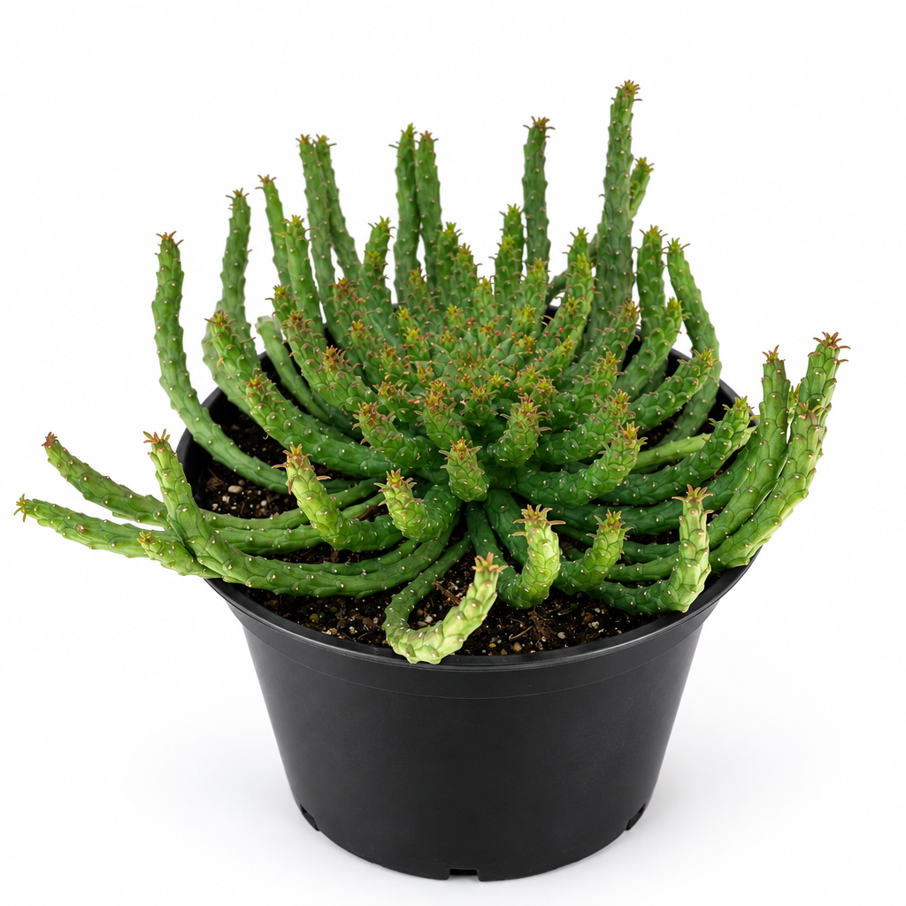 Medusa Head Euphorbia flanaganii in a black 6-inch nursery pot on white