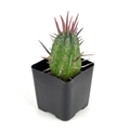 Euphorbia ferox with a ribbed green stem and red-purple spines in a black nursery pot on a white background.