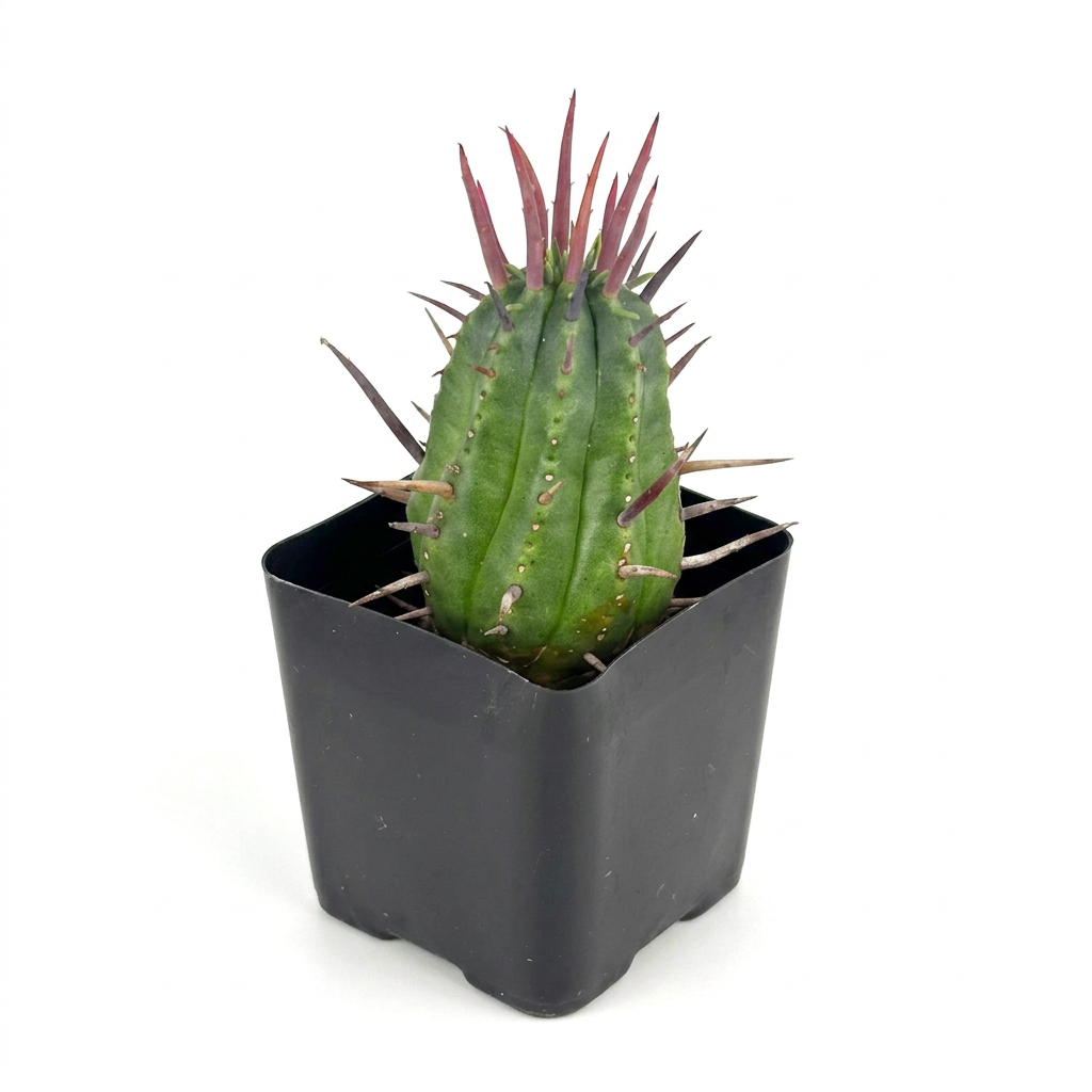Euphorbia ferox with a ribbed green stem and red-purple spines in a black nursery pot on a white background.