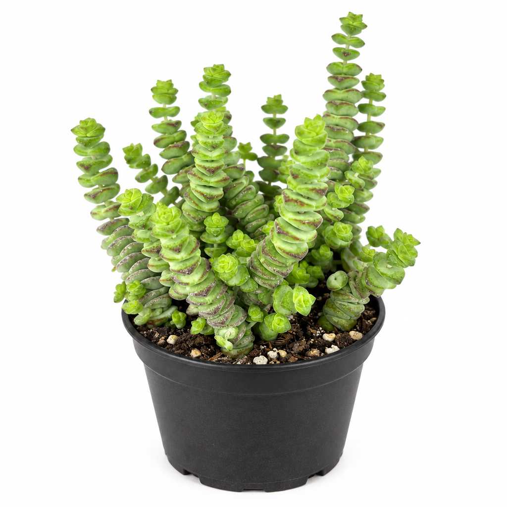 Baby Necklace Crassula succulent in black 4-inch grow pot on white background