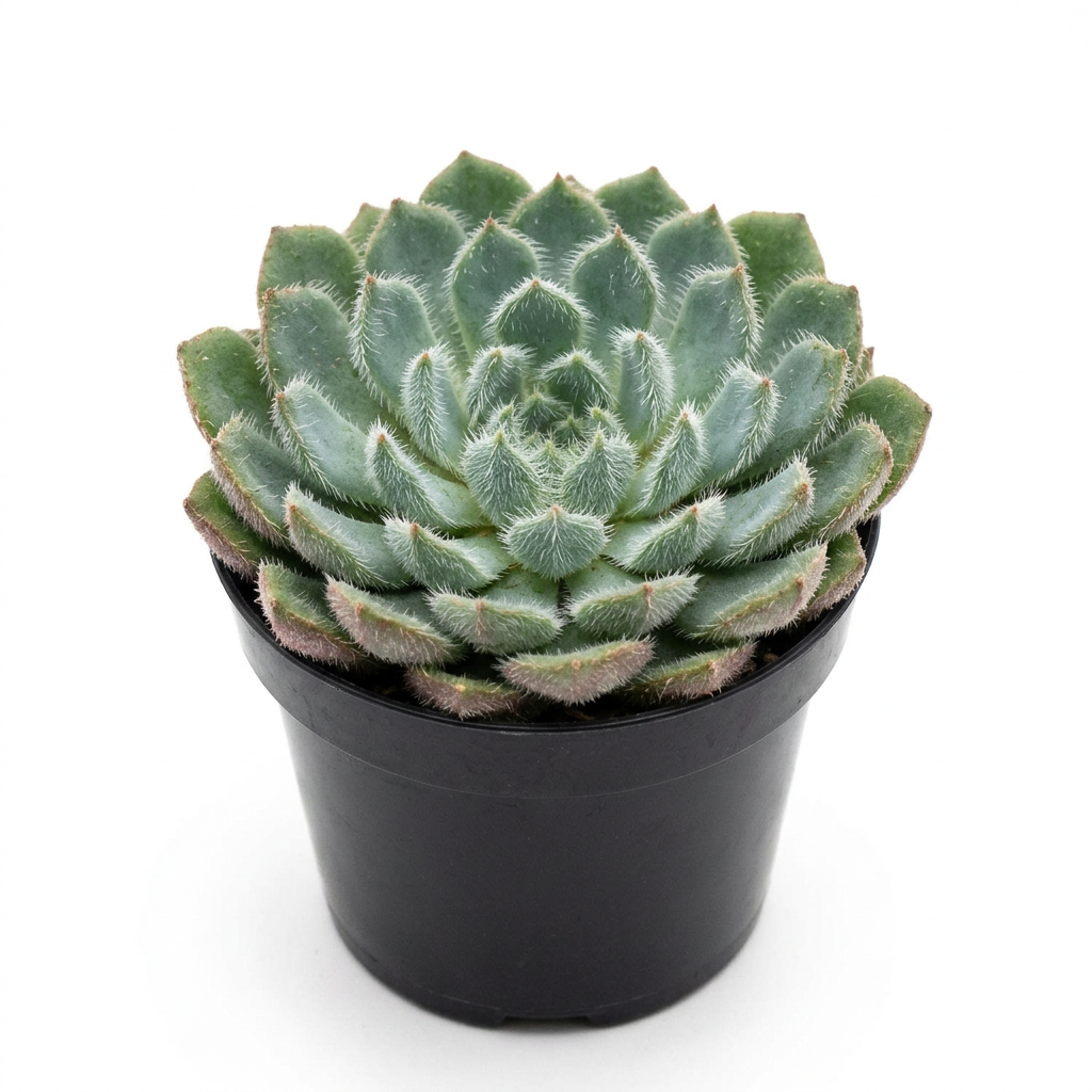 Blue Woolly Rose Echeveria FO-42 with fuzzy blue-green leaves in a black 2-inch nursery pot on a white background