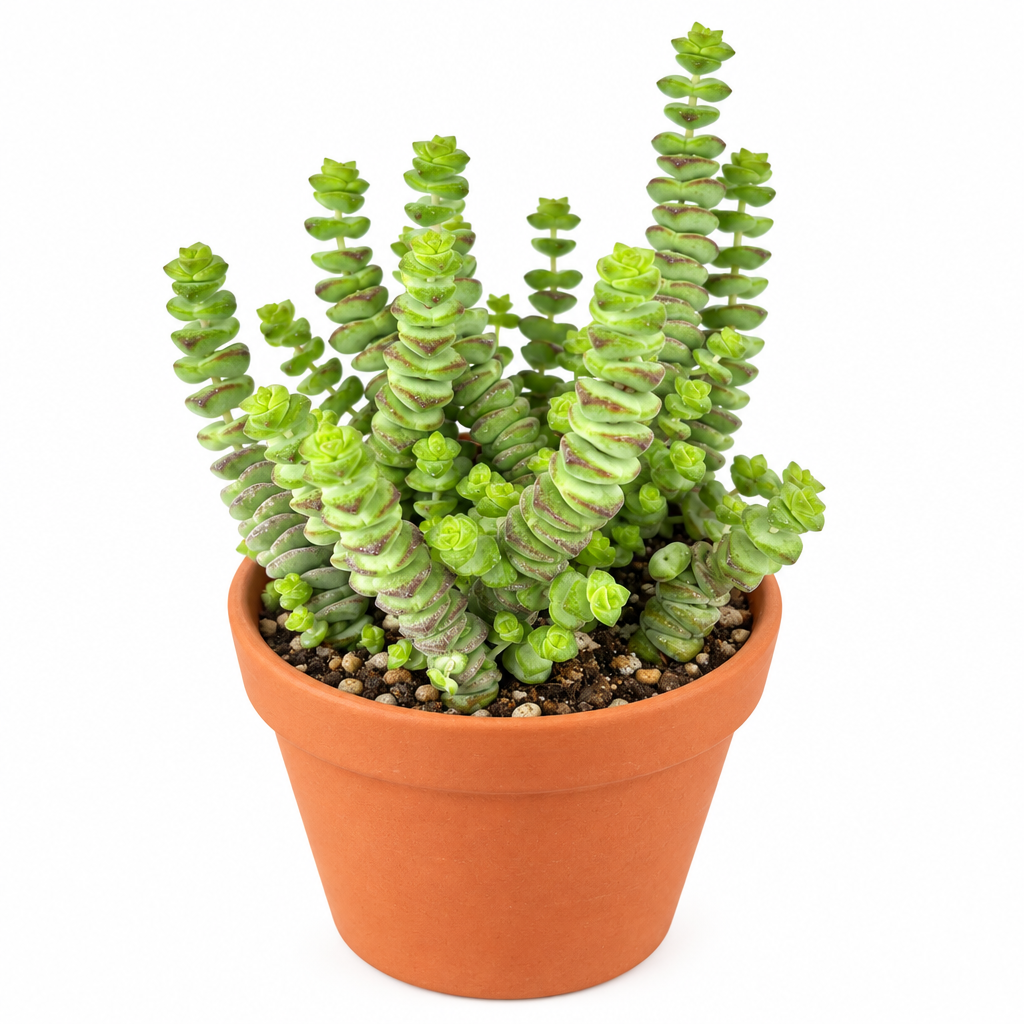 Baby Necklace Crassula planted in warm terracotta pot on white background; decorative pot not included