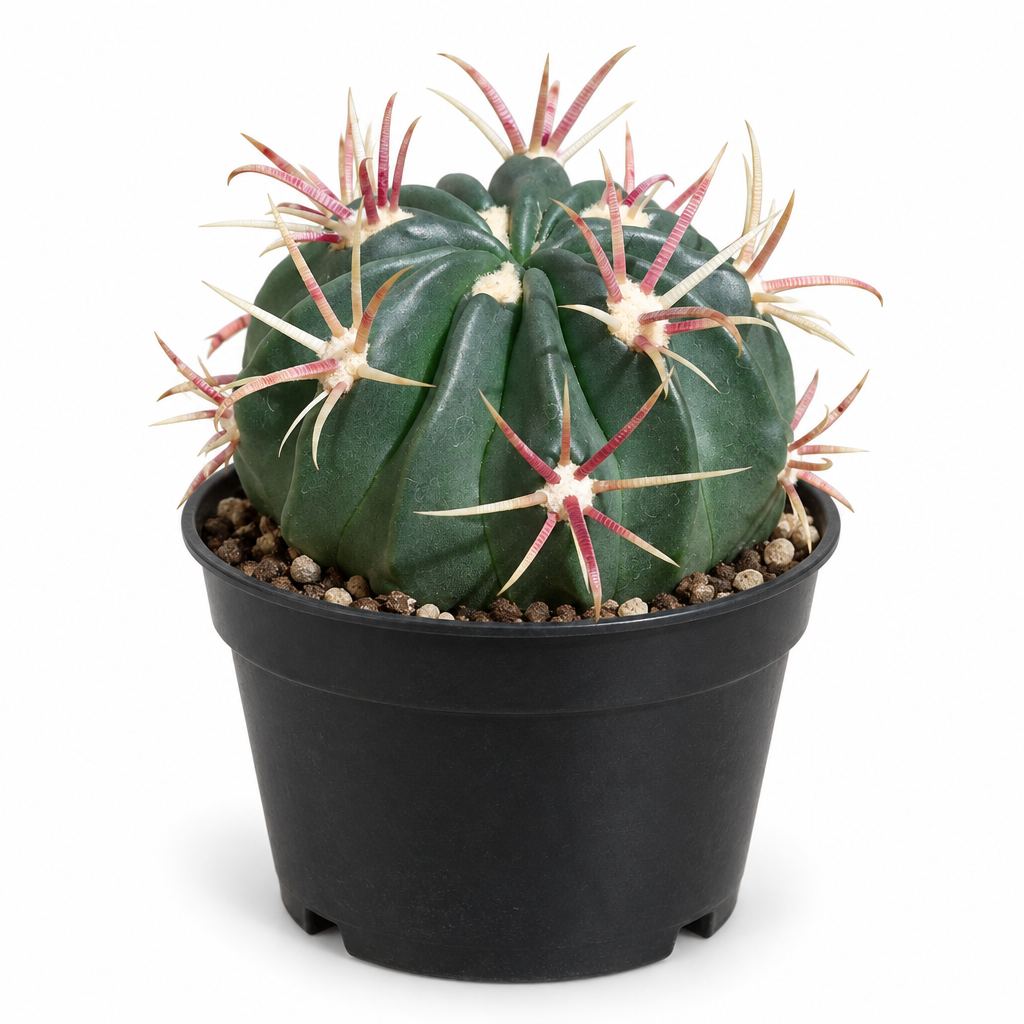 Devil’s Tongue Barrel Cactus in a black 2.5-inch nursery pot on white