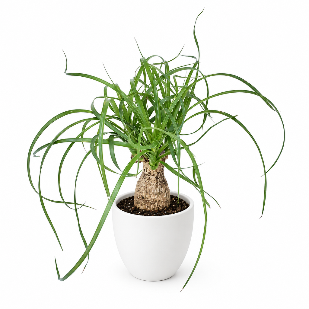 Young Ponytail Palm with narrow arching leaves styled in separately sold white Basel planter on white