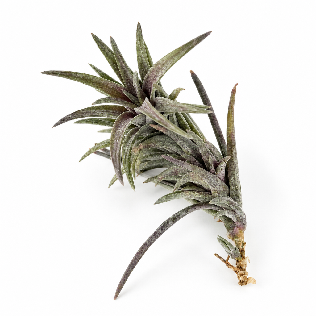 Tillandsia Neglecta Purple Form air plant on a white studio background