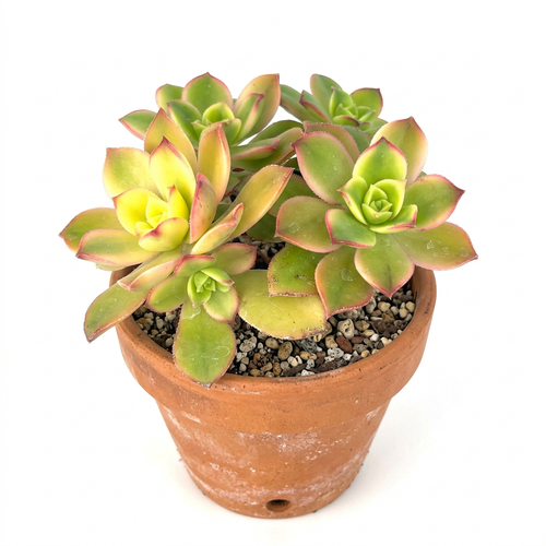 Aeonium Kiwi styled in a terracotta pot against a white studio background; decorative pot sold separately