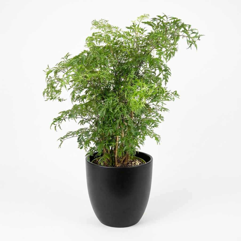 Ming Aralia Stump styled in a black BASEL decorative planter, sold separately