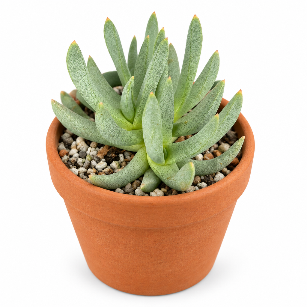 Ebracteola wilmaniae directly planted in warm terracotta on white