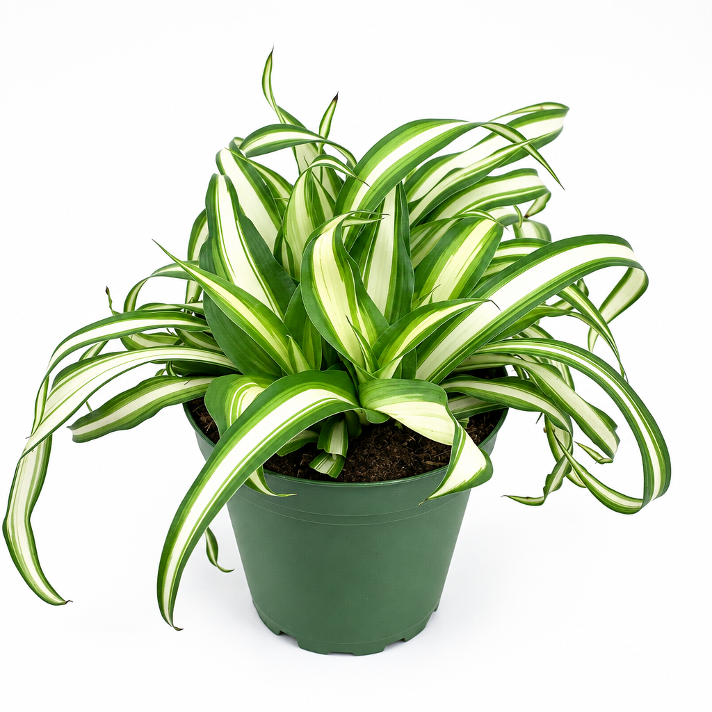 Variegated spider plant with green-and-cream leaves in 4-inch nursery pot