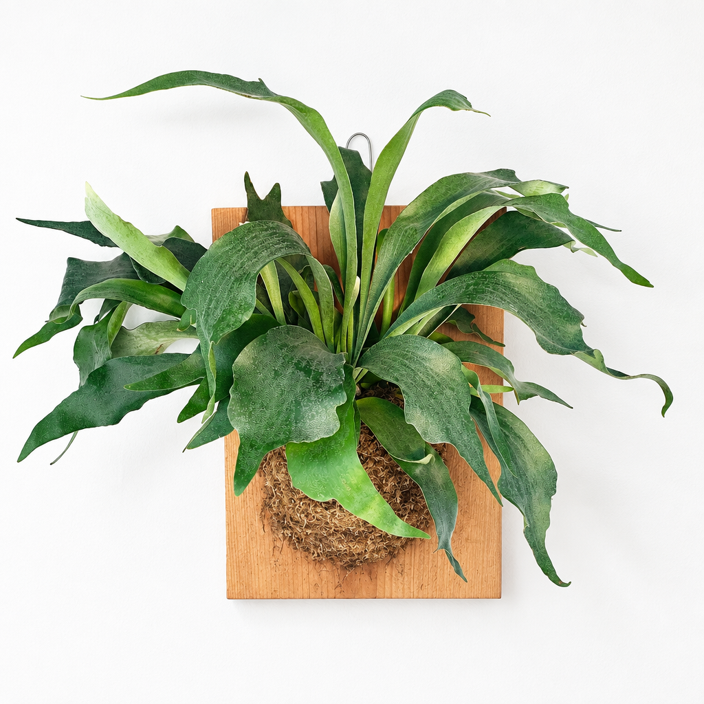 XL Staghorn Fern mounted with moss on a 12 by 16-inch wooden plaque hanging on a white wall