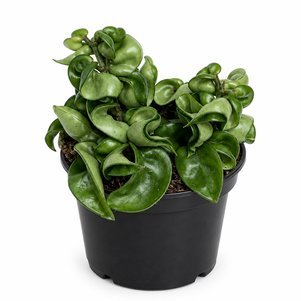 Young green Hoya Hindu Rope in a black 4-inch nursery pot on white background