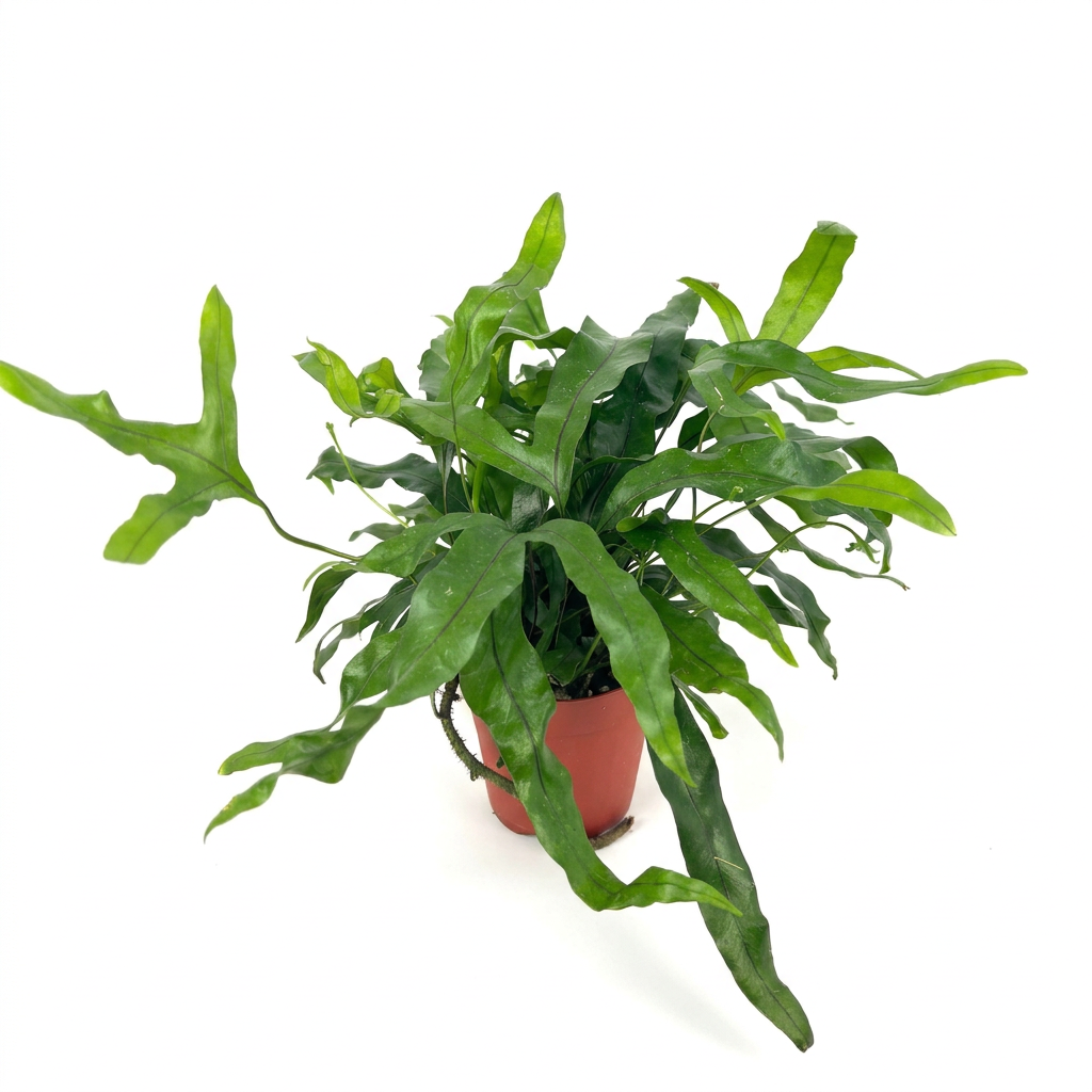 Kangaroo Paw Fern with arching green fronds in a 4-inch nursery pot against a white studio background