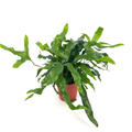 Kangaroo Paw Fern with arching green fronds in a 4-inch nursery pot against a white studio background