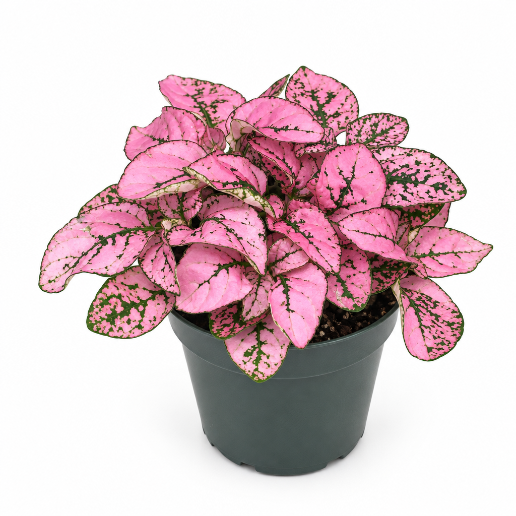 Pink Splash polka dot plant with pink and green leaves in a 3.5-inch nursery pot on white