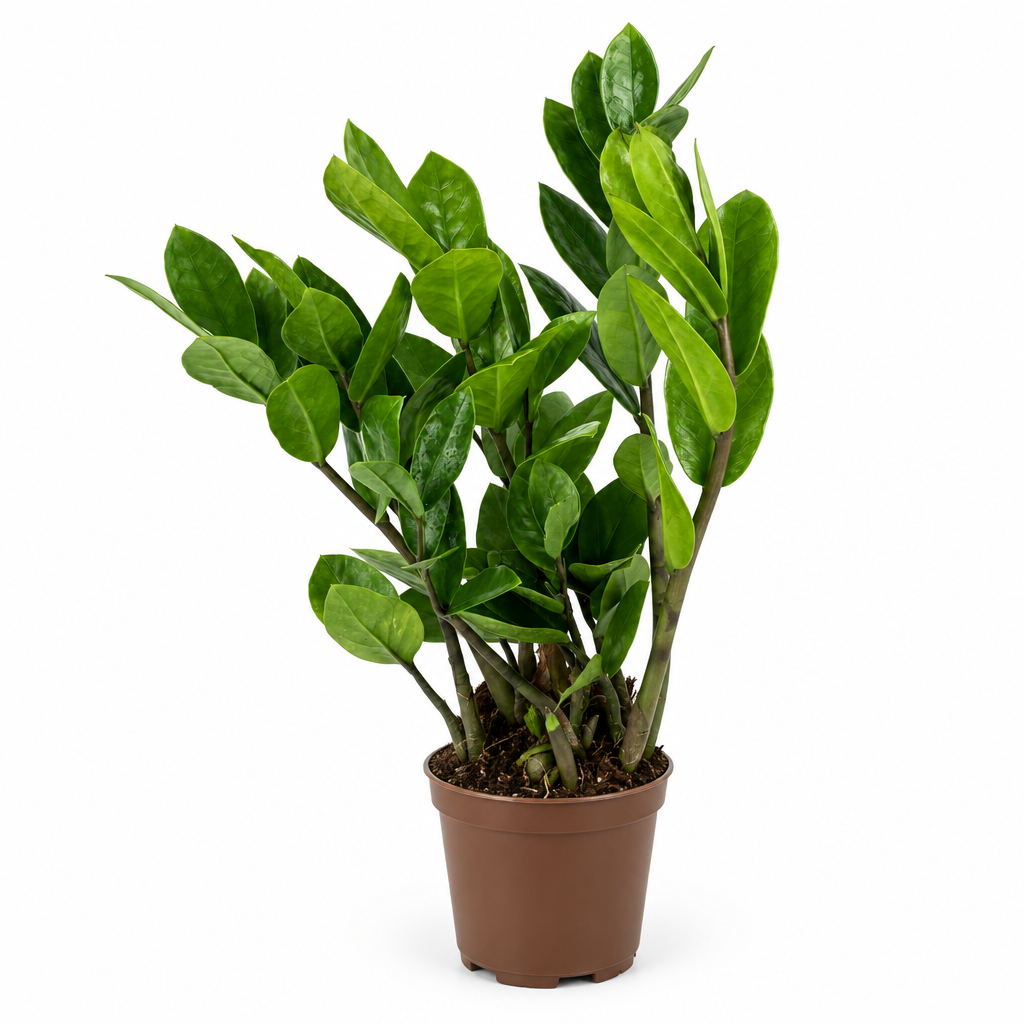 ZZ Plant with upright glossy green leaves in a nursery pot on a white studio background