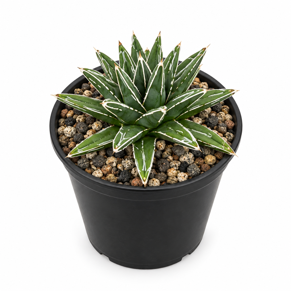 Porcupine Agave in round black 4-inch grow pot on white background