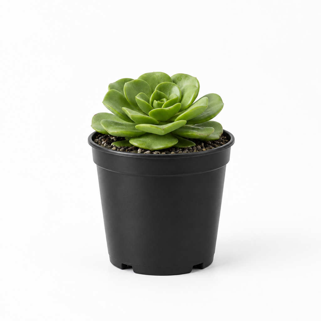 Aeonium ‘Lily Pad’ succulent with a flat green rosette in a black 4-inch nursery grow pot on white