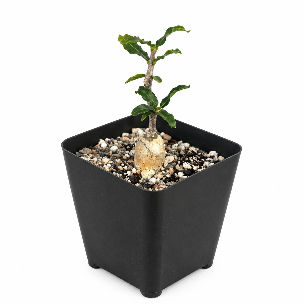 Fockea crispa caudiciform succulent with exposed swollen base and leafy stems in a 4-inch black nursery pot on white