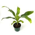 Young Dracaena Dhara Singh with arching green leaves in a 4-inch nursery pot against a white background