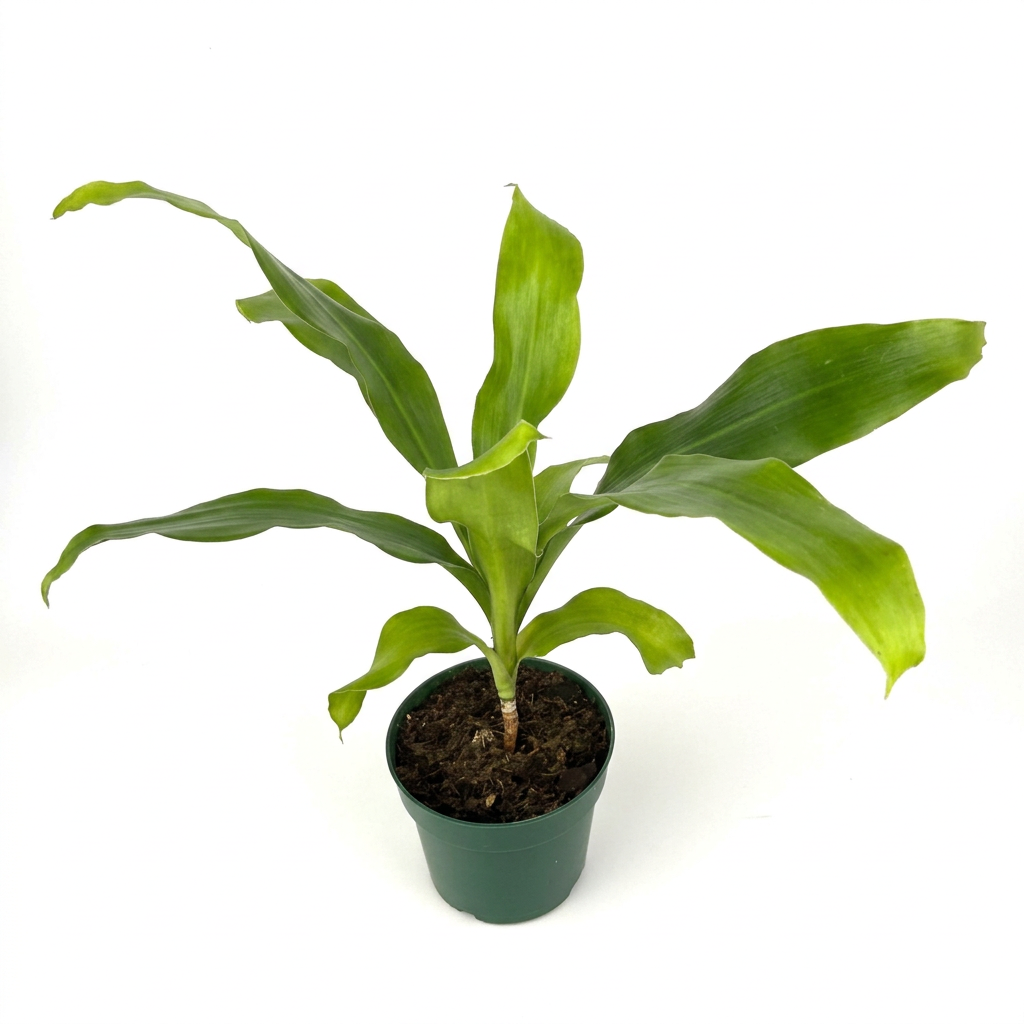 Young Dracaena Dhara Singh with arching green leaves in a 4-inch nursery pot against a white background
