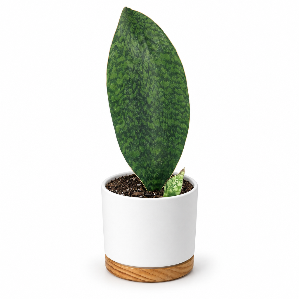 Shark Fin Snake Plant styled in separately sold white Oslo planter with wood-grain base