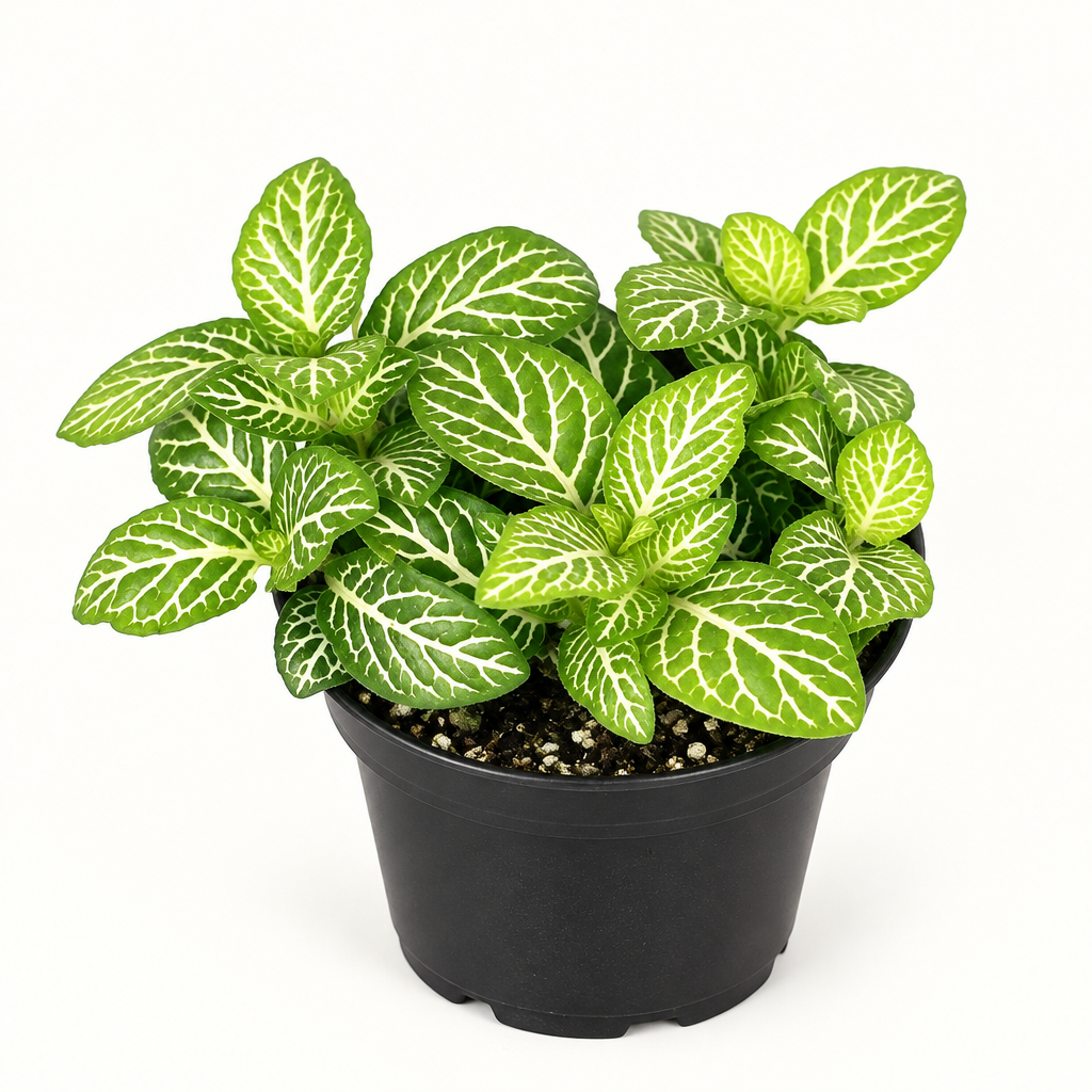 Fittonia Jolly Lemon with pale-veined green leaves in a 2.5-inch black nursery pot on white