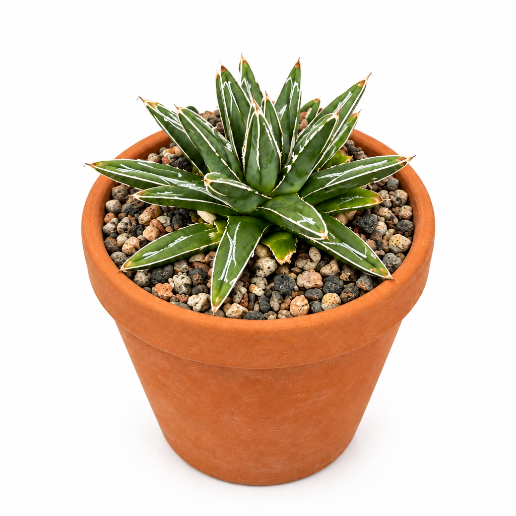Porcupine Agave directly planted in warm terracotta pot on white background; pot not included