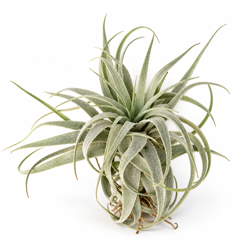 Tillandsia Gardneri var. Rupicola air plant on a white studio background