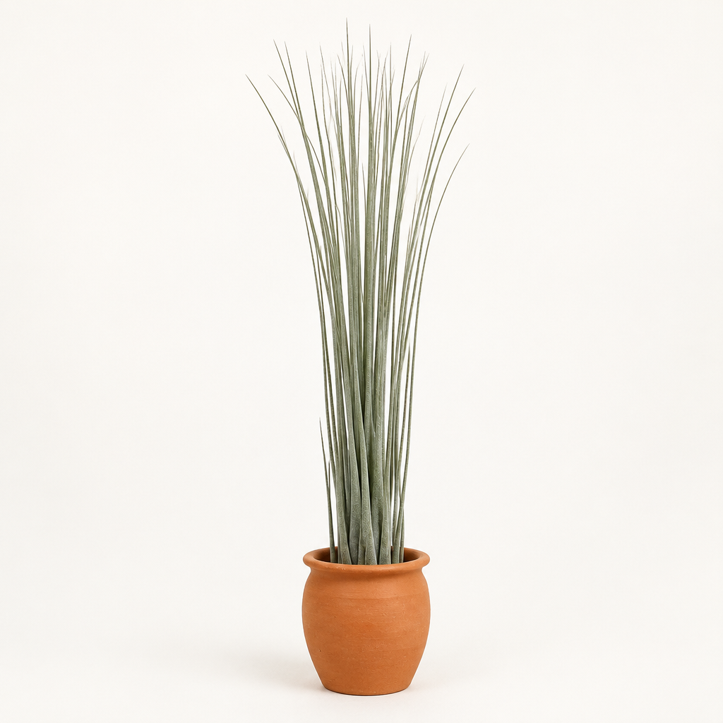 Large Tillandsia Juncea displayed in a small warm terracotta holder; holder not included