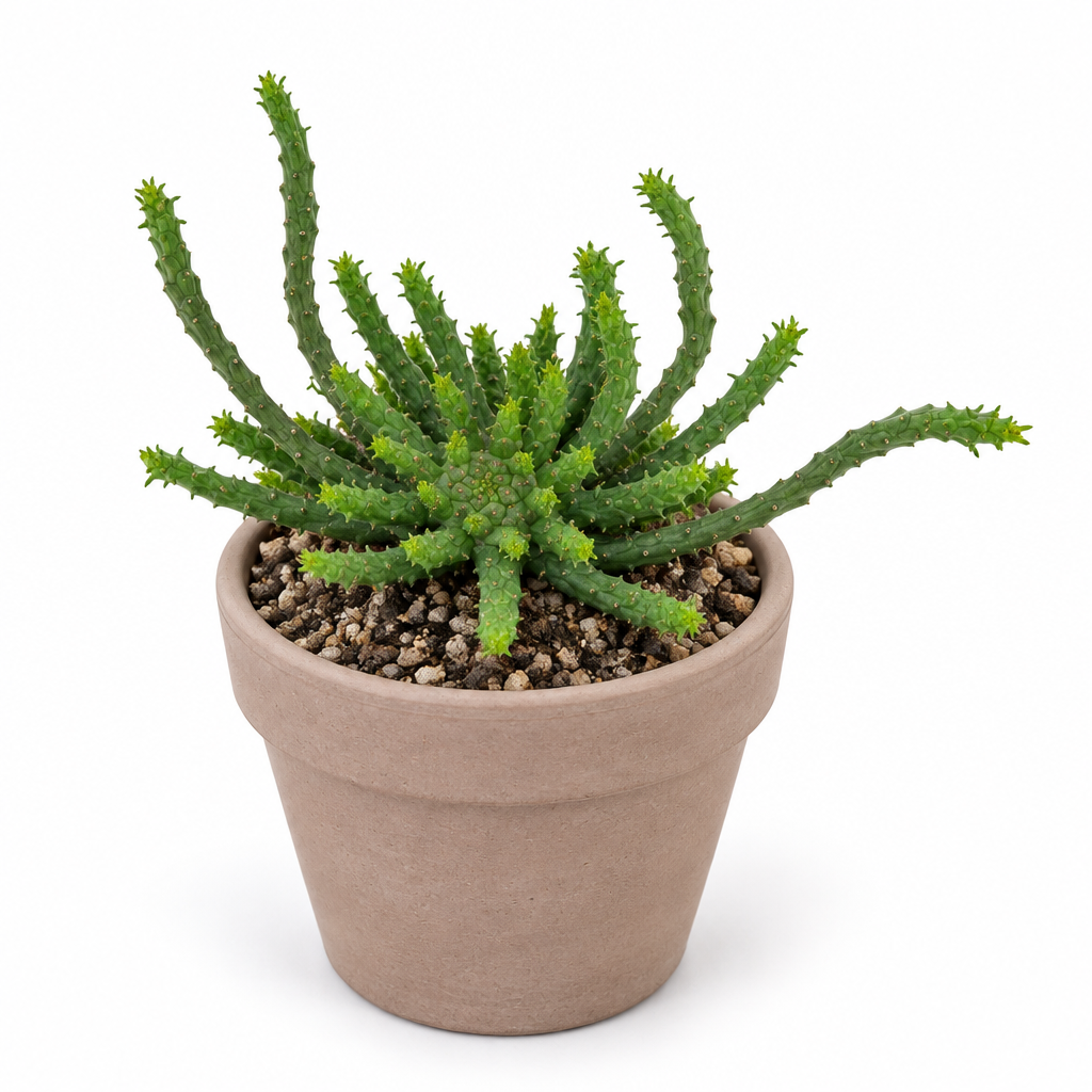 Medusa Head Euphorbia in a taupe terracotta pot on white