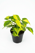 Philodendron Brasil with heart-shaped green and lime-gold leaves in a black 4-inch nursery pot on white.