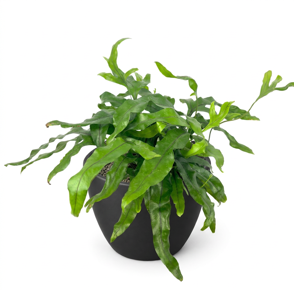Kangaroo Paw Fern styled in a black 4.7-inch BASEL planter; decorative planter sold separately