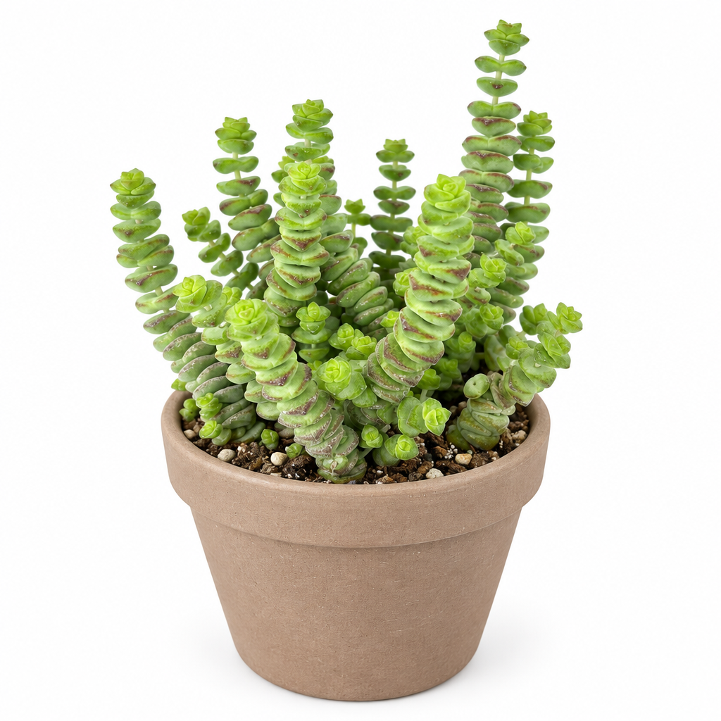 Baby Necklace Crassula planted in taupe terracotta pot on white background; decorative pot not included