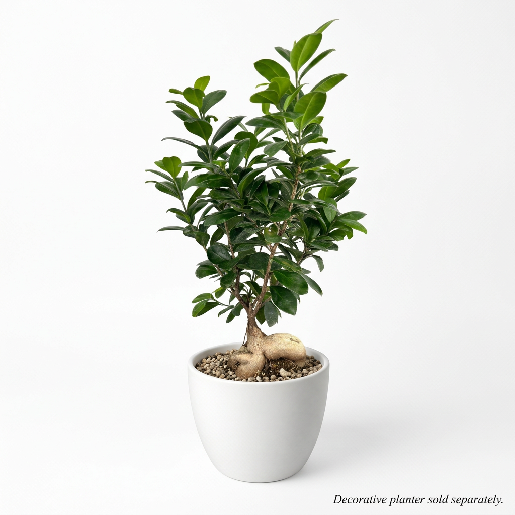 Ginseng Ficus with exposed roots styled in a white six-inch BASEL planter; plant and decorative planter sold separately.