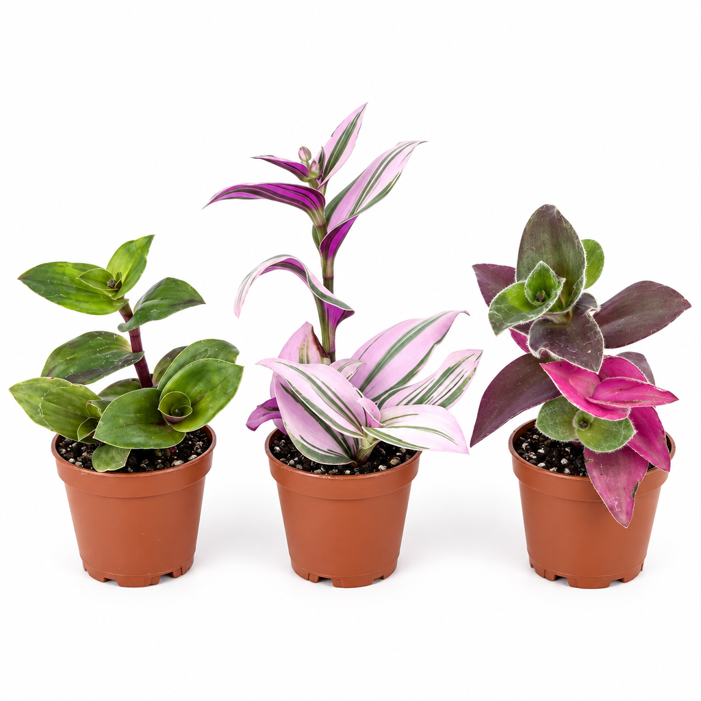 Three assorted Tradescantia plants in three separate 2-inch nursery pots on white