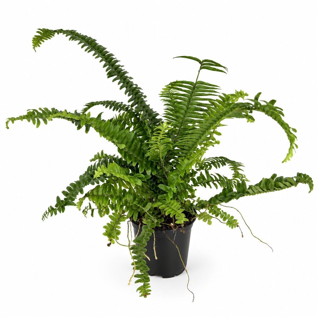 Jester Crown fern with arching green fronds in black 4-inch nursery pot on white