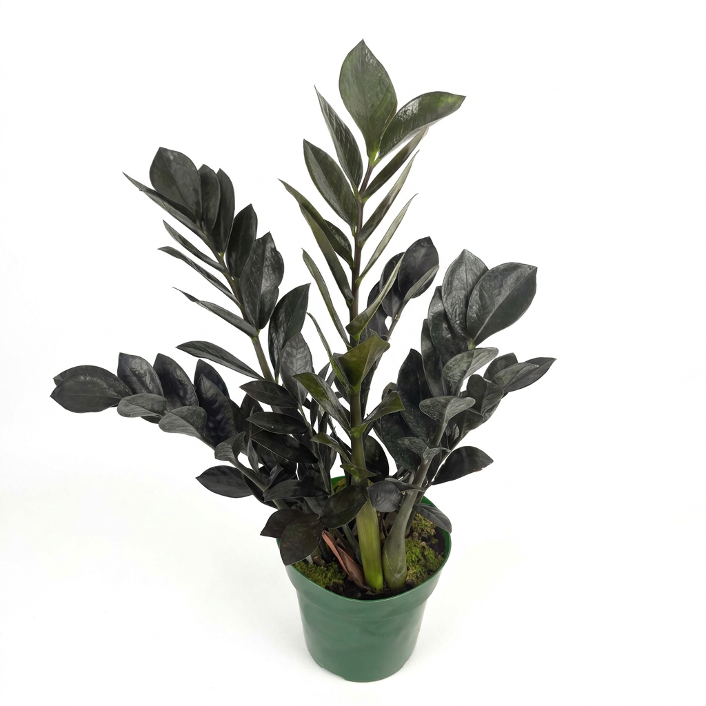 Raven ZZ plant with glossy near-black leaflets in a 6-inch nursery pot on a white studio background