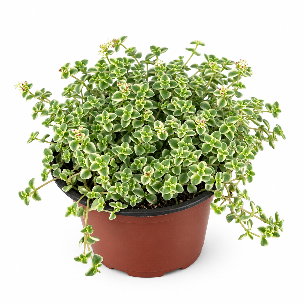 Sedum Little Missy with cream-edged green leaves in a nursery pot on a white background