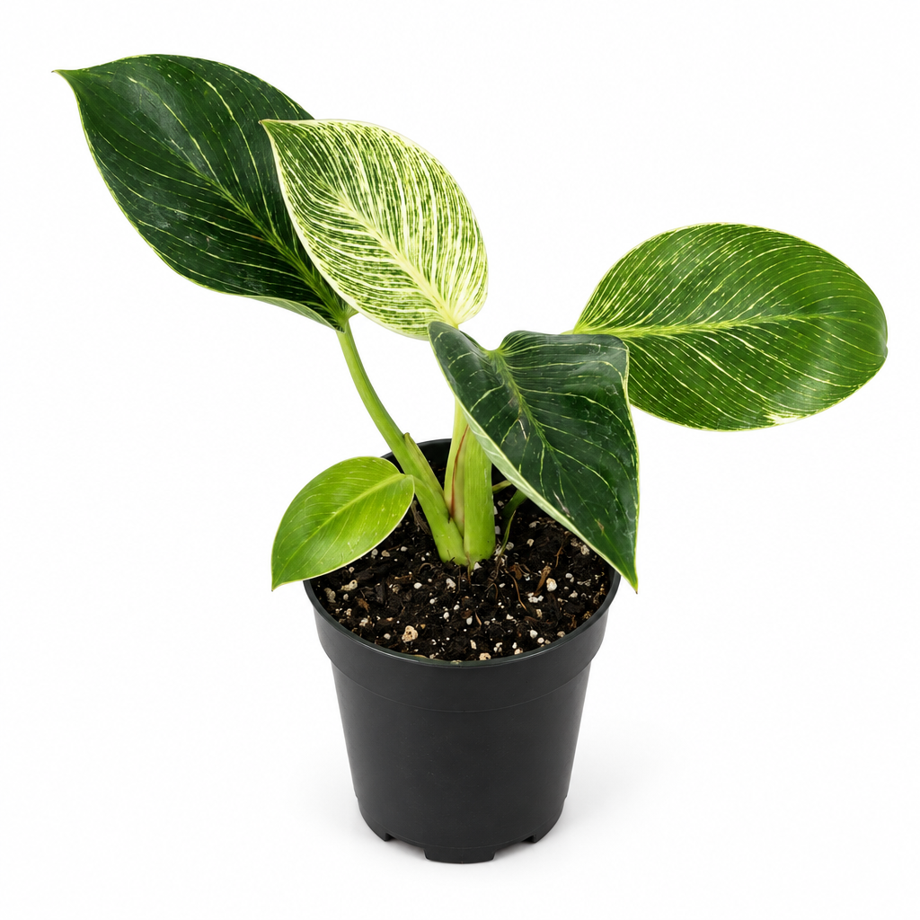 Young Philodendron Birkin with variable pale pinstripes in black 4-inch nursery pot on white