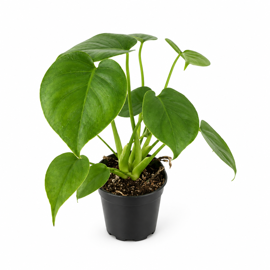 Young Monstera deliciosa with solid green leaves in black 4-inch nursery pot on white