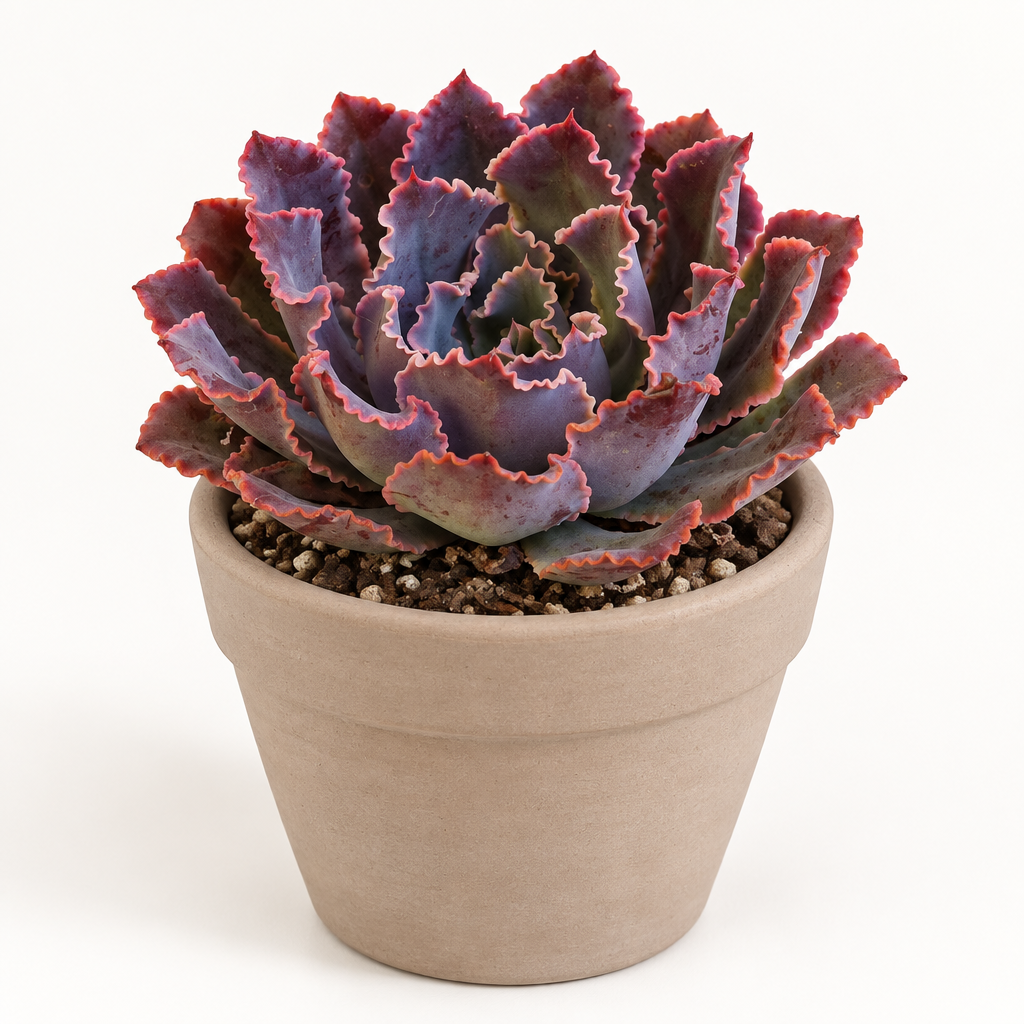 Echeveria Neon Breakers directly planted in taupe terracotta on white