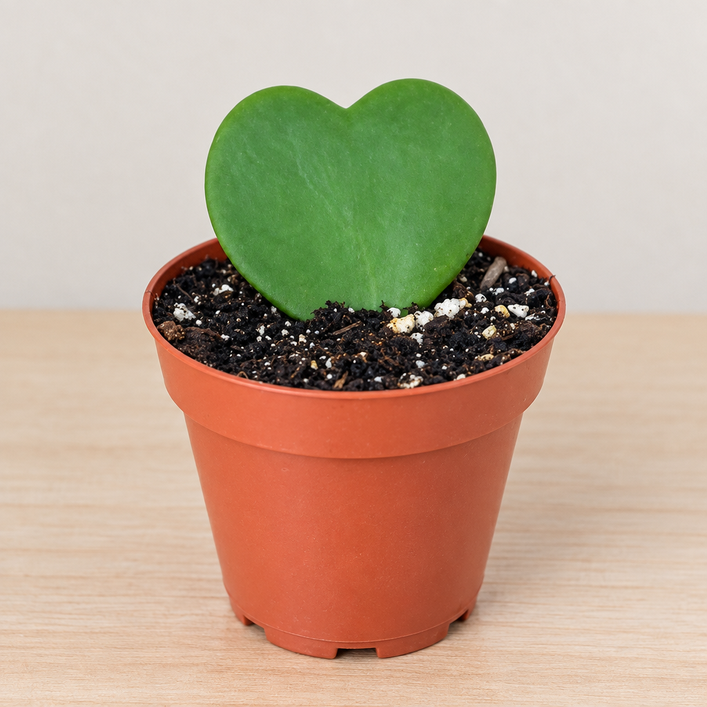 Close view of single Hoya kerrii heart leaf in 2.5-inch nursery pot