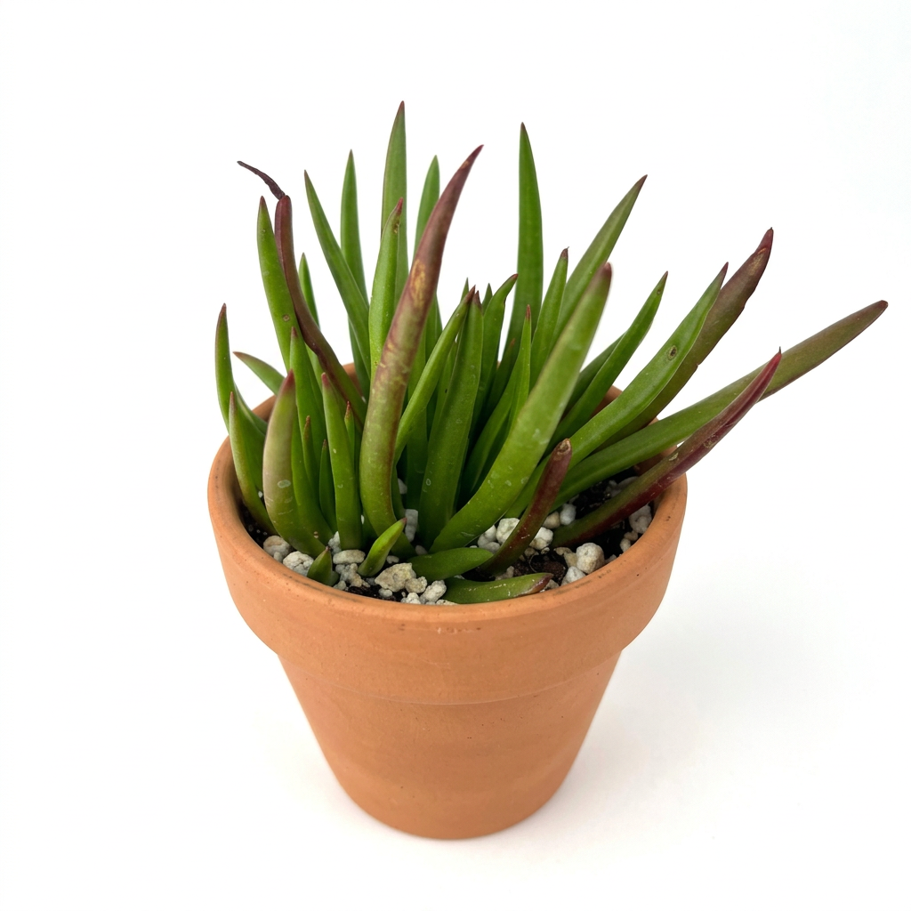 Alternate studio view of Crassula Devil’s Horns styled in a rounded terracotta pot; decorative pot sold separately
