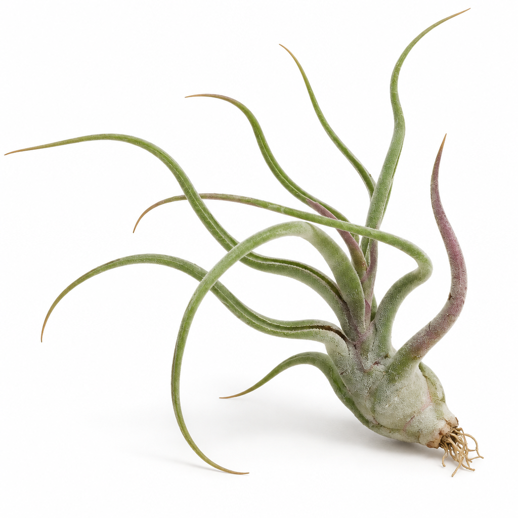 Large Tillandsia Caput-Medusae air plant on a white studio background