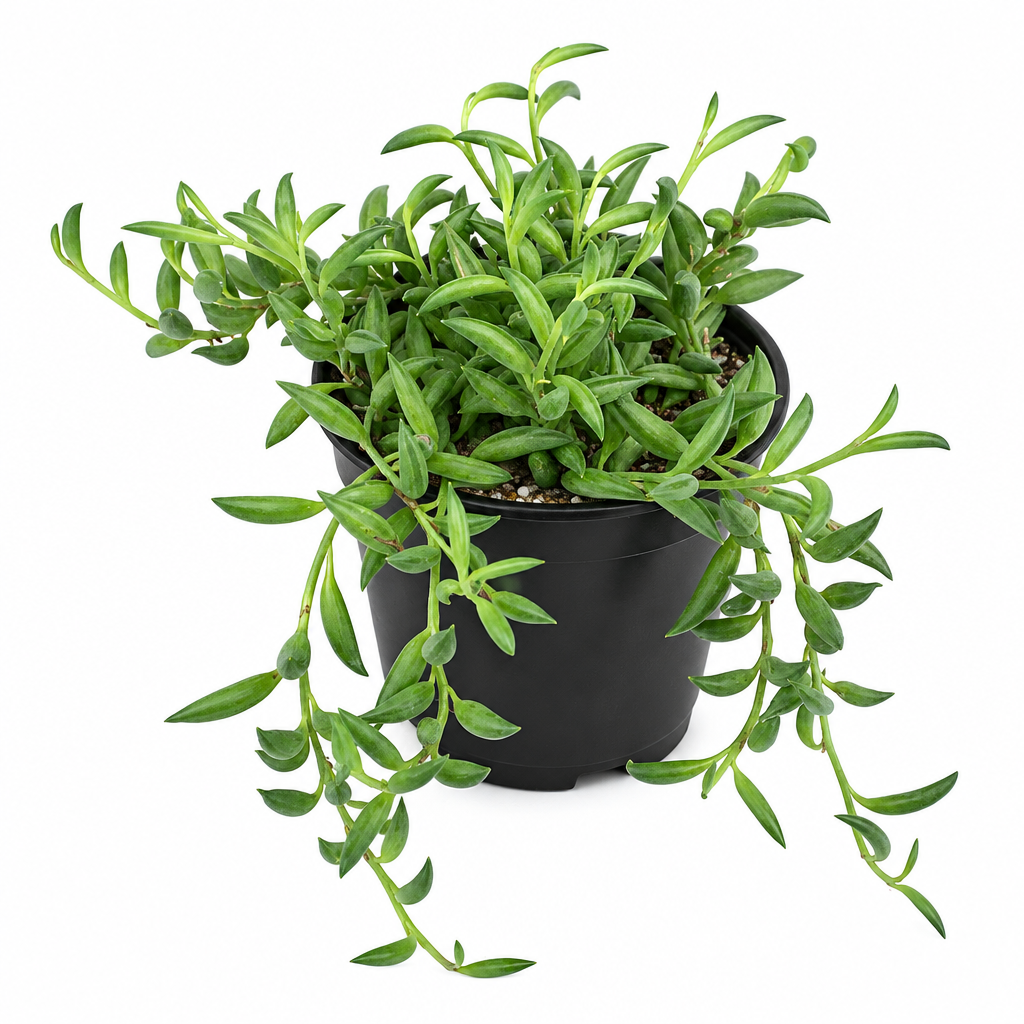 String of Bananas succulent trailing from a black 4-inch grow pot on white